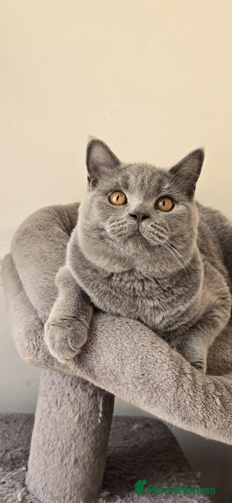 British Shorthair cats Gorgeous GCCF Registered British Shorthair Boy  - Advert 1