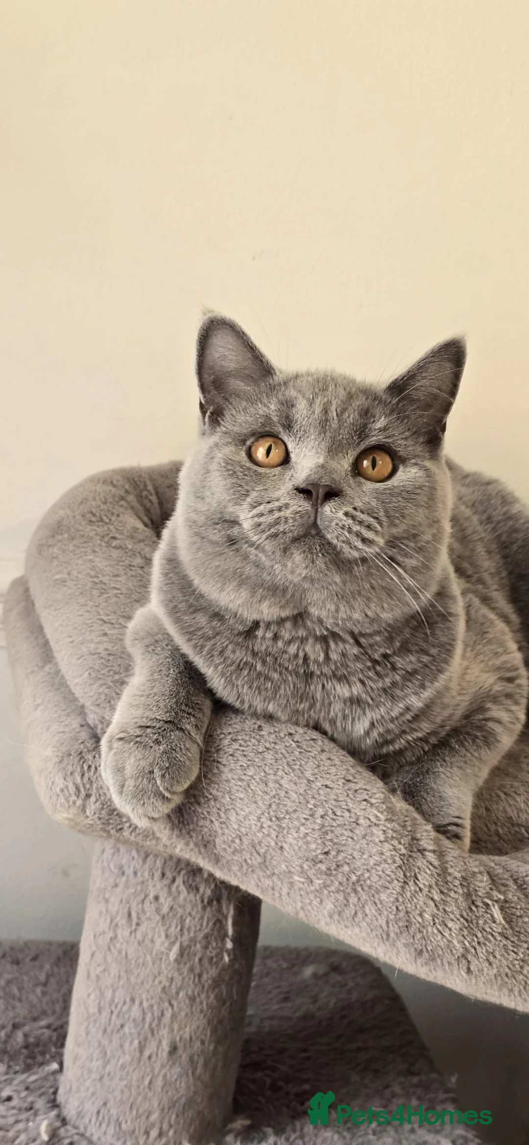 British Shorthair cats for sale: Gorgeous GCCF Registered British Shorthair Boy  - Advert 1