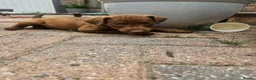 Patterdale Terrier dogs for sale: Chocolate Patterdale Terriers - Advert 2