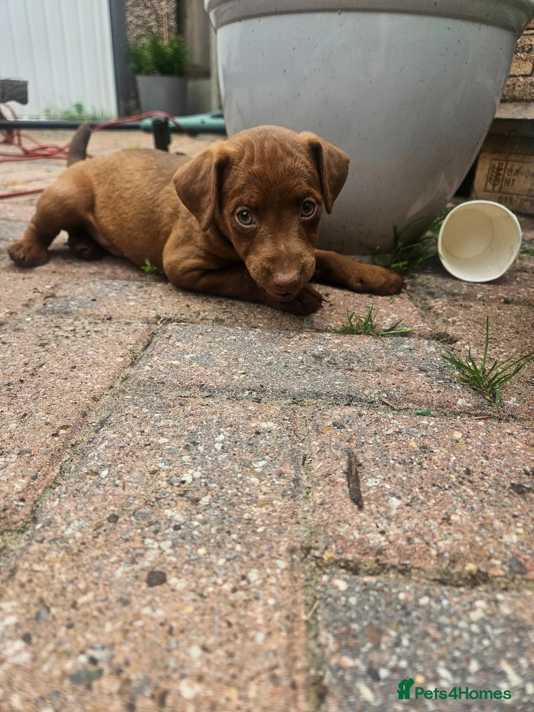 Patterdale Terrier dogs for sale: Chocolate Patterdale Terriers - Advert 2