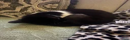 Mixed Breed cats for sale: Nala  - Advert 9