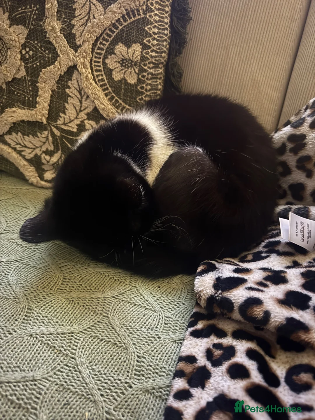 Mixed Breed cats for sale: Nala  - Advert 9