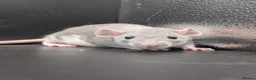 Rat rodents for sale: Baby Rats for homes in Durham - Advert 9