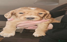 Cocker Spaniel dogs for sale: litter of 6 pedigree cocker spaniel puppies. - Image 21