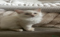 Ragdoll cats for sale: Beautiful ragdoll kittens - Image 7