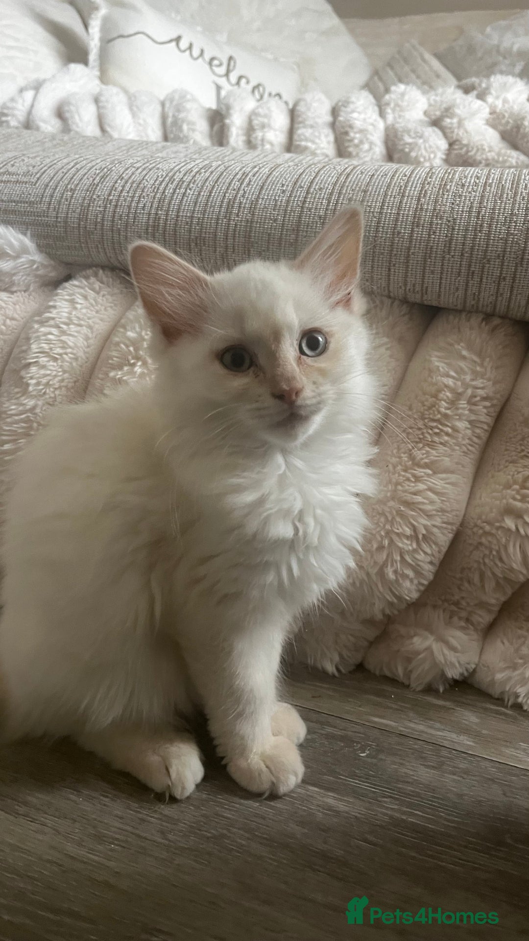 Ragdoll cats for sale: Beautiful ragdoll kittens - Image 7