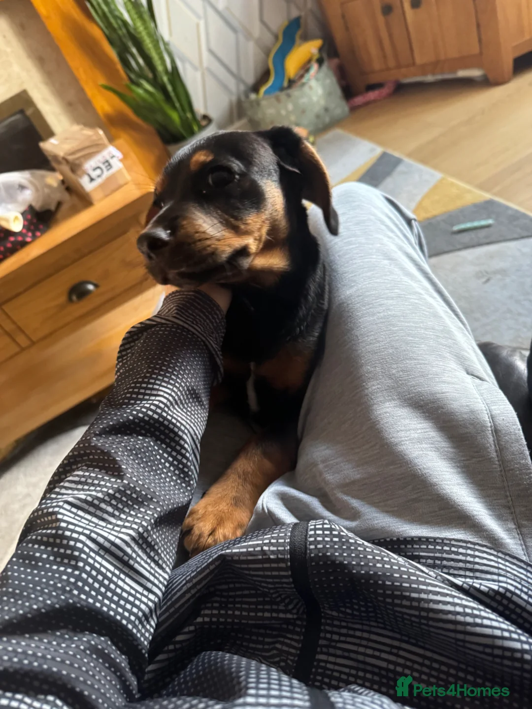 Mixed Breed dogs for sale: Black border collie in Chester - Advert 3