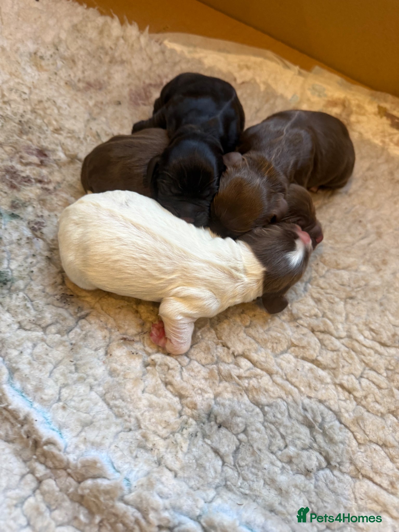 Cocker Spaniel dogs Cocker spaniels for sale  - Advert 2