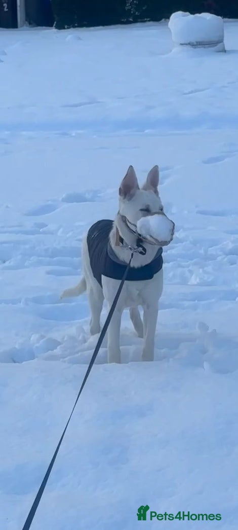 Mixed Breed dogs Shepherd x  mali 6 months - Advert 7