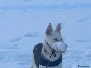 Mixed Breed dogs Shepherd x mali 6 months - Advert 1