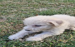 Mixed Breed dogs for sale: F1 Shepadoodle Puppies in Boston - Image 15