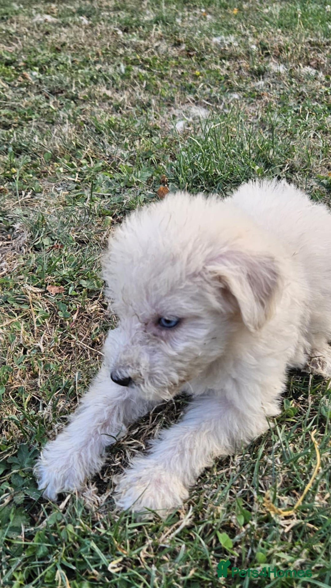 Mixed Breed dogs for sale: F1 Shepadoodle Puppies in Boston - Image 15