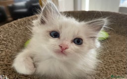 Ragdoll cats for sale: Pedigree Bicolour Ragdoll kittens  - Image 6