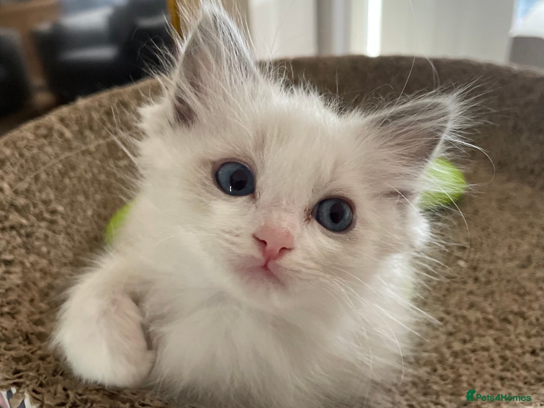 Ragdoll cats for sale: Pedigree Bicolour Ragdoll kittens  - Image 6