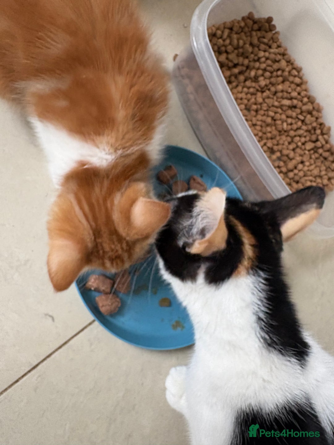 American Shorthair cats for sale: Ginger and white female  - Image 2