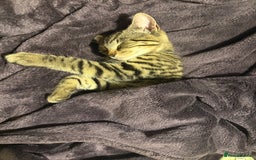 Mixed Breed cats for sale: 2 brothers - Image 6