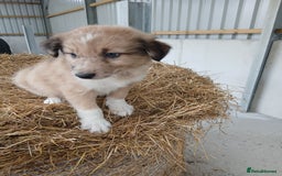 Border Collie dogs for sale: Beautiful long hair puppies  - Image 11