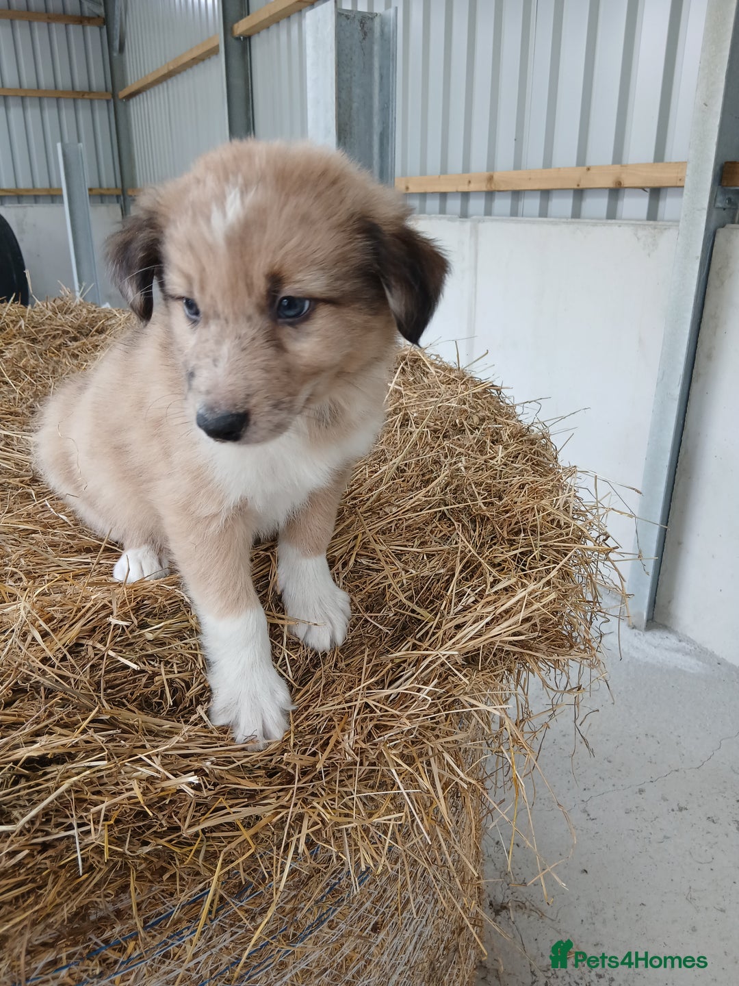 Border Collie dogs for sale: Beautiful long hair puppies  - Image 11