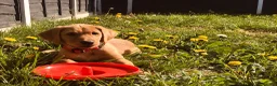 Labrador Retriever dogs for sale: Labrador Retriever  in Colchester - Advert 21