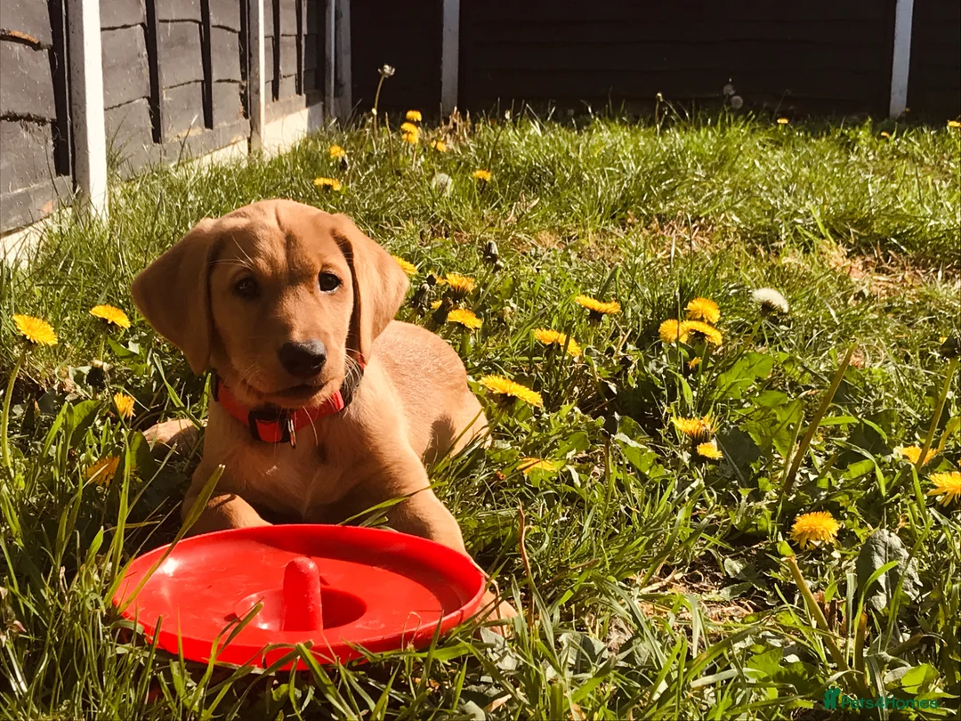 Labrador Retriever dogs for sale: Labrador Retriever  in Colchester - Advert 21