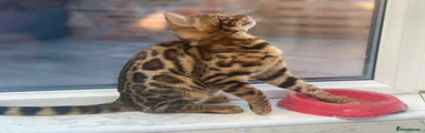 Bengal Kitten 4