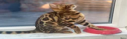 Bengal cats for sale: Bengal kittens - Advert 6