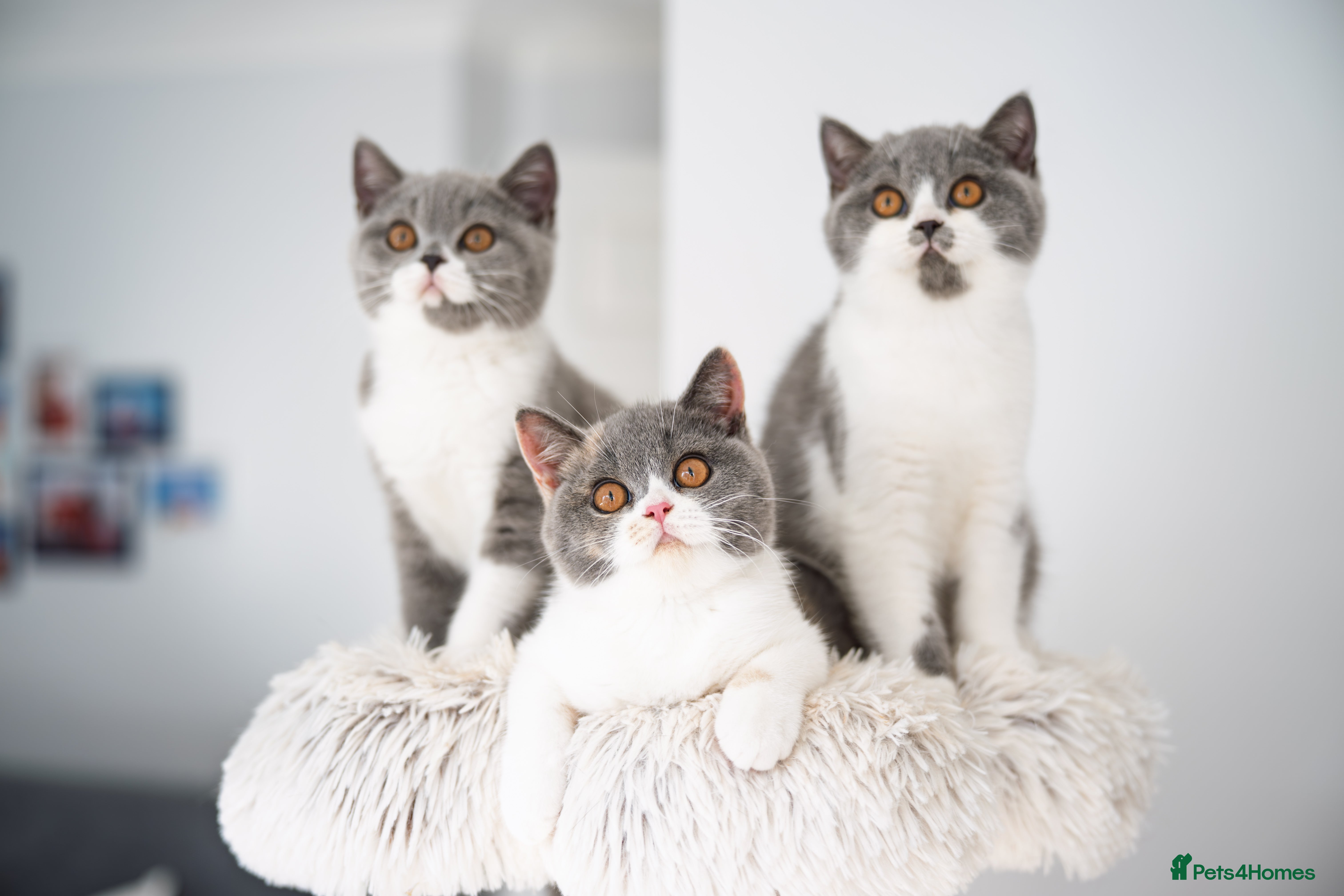 British Shorthair cats GCCF and TICA Registered -Show Quality BSH. - Advert 11