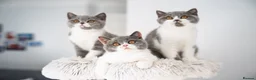 British Shorthair cats for sale: GCCF and TICA Registered -Show Quality BSH. - Advert 1