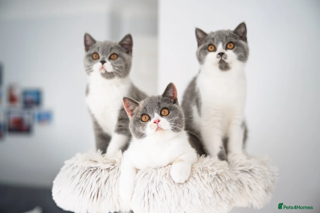 British Shorthair cats for sale: GCCF and TICA Registered -Show Quality BSH. - Advert 1