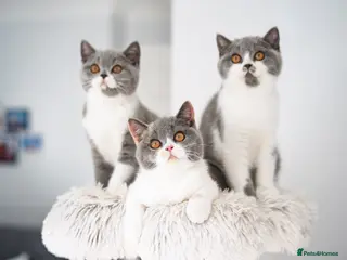 British Shorthair cats GCCF and TICA Registered -Show Quality BSH. - Advert 11