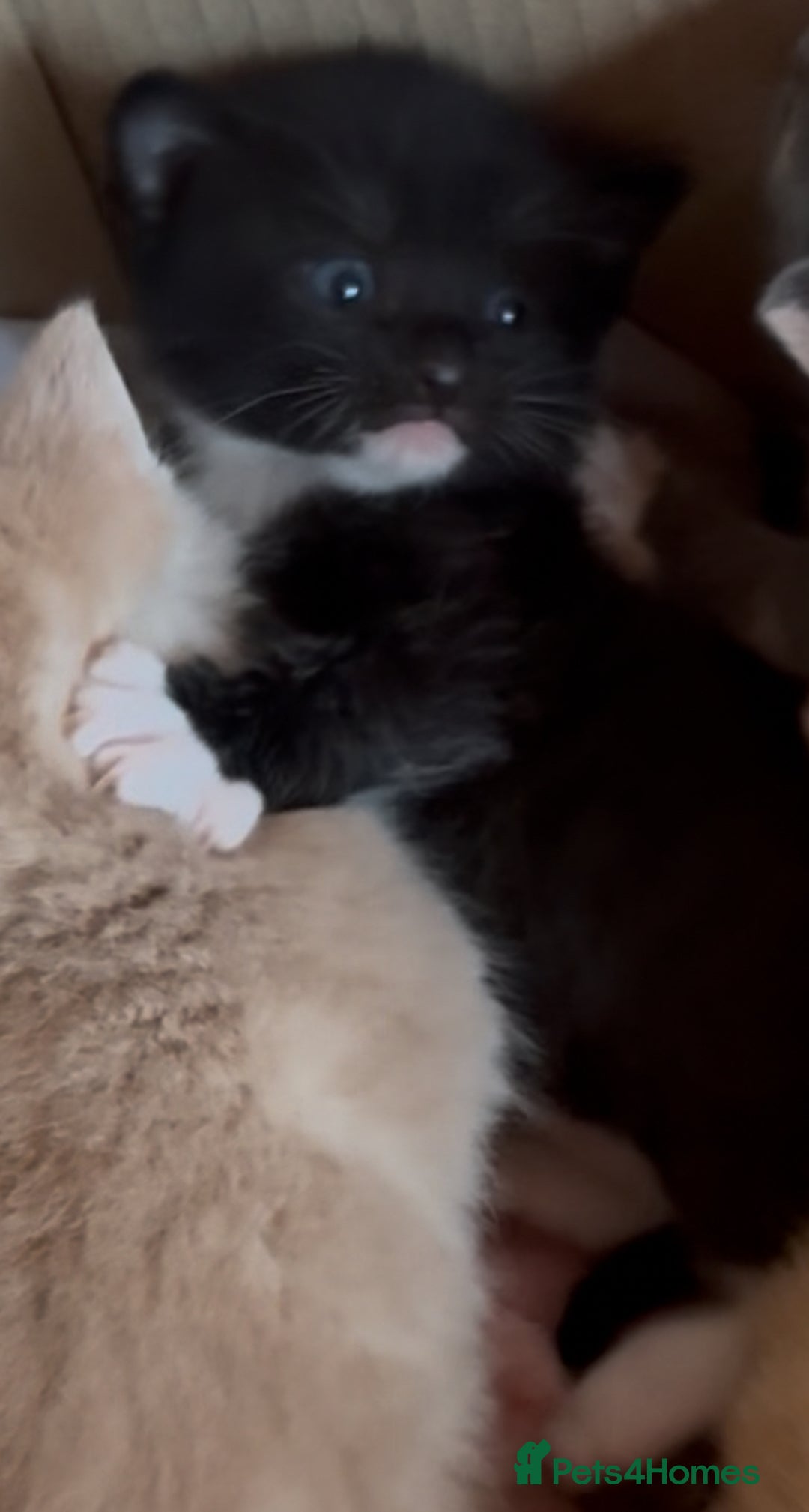 Mixed Breed cats for sale: Beautiful family kittens - Advert 10