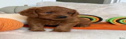 Labradoodle dogs for sale:  MINIATURE LABRADOODLE GIRL – LAST ONE  - Advert 5
