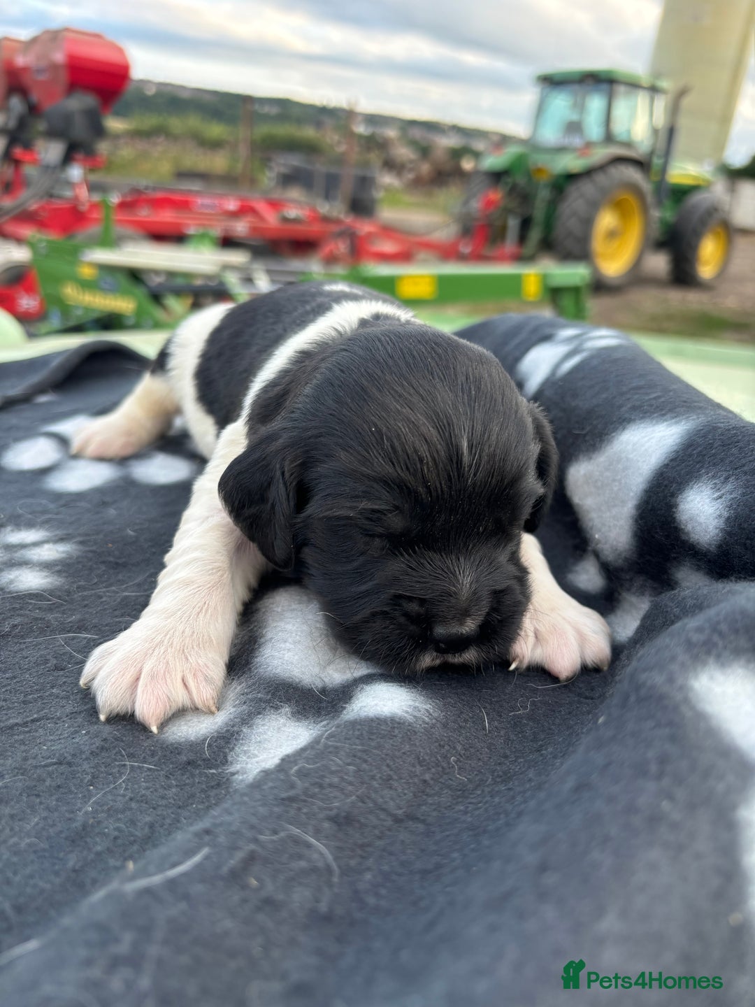 English Springer Spaniel dogs for sale: Gorgeous marked English Springer Spaniel pups  - Image 32