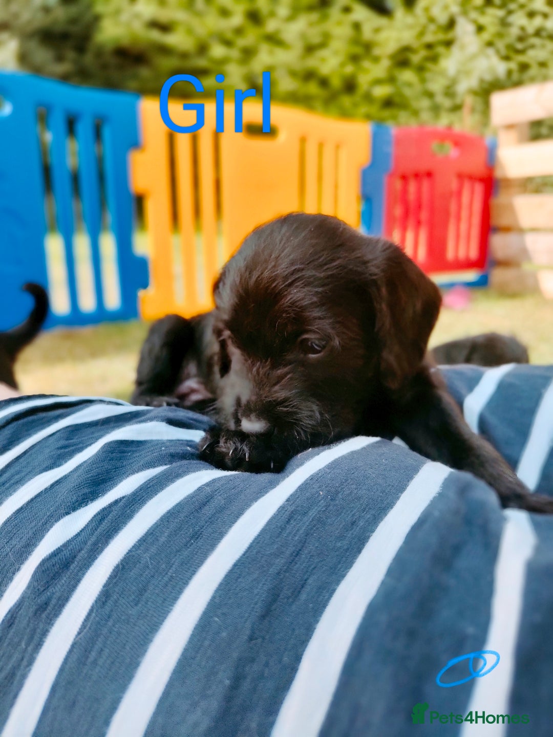 Mixed Breed dogs for sale: Cockapoo/Parsons Russell Pups - Image 3