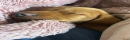 Mixed Breed dogs for sale: 8 beautiful red Vizslador puppies vizsla Labrador  in Ipswich - Advert 17