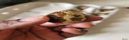 Quail poultry for sale: Fertile Quail Eggs  - Advert 4