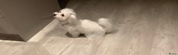 Coton De Tulear dogs for sale: Coton de Tulear, KC Registered Puppy - Advert 4