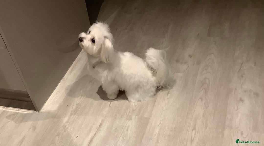 Coton De Tulear dogs for sale: Coton de Tulear, KC Registered Puppy - Advert 4