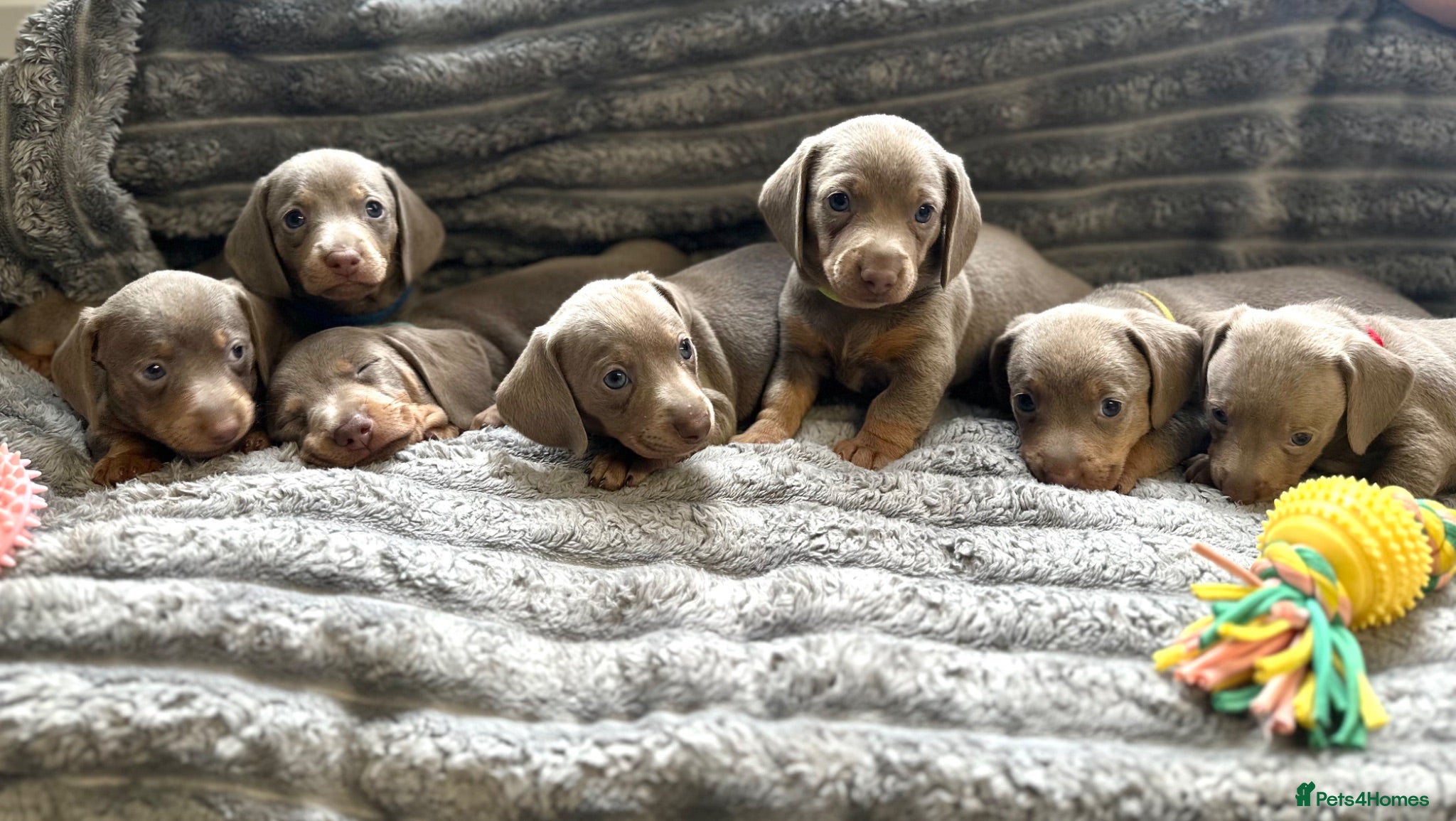 Dachshund dogs Isabella and tan miniature Dachshund Puppies  - Advert 1