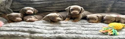 Dachshund dogs for sale: Isabella and tan miniature Dachshund Puppies  - Advert 1