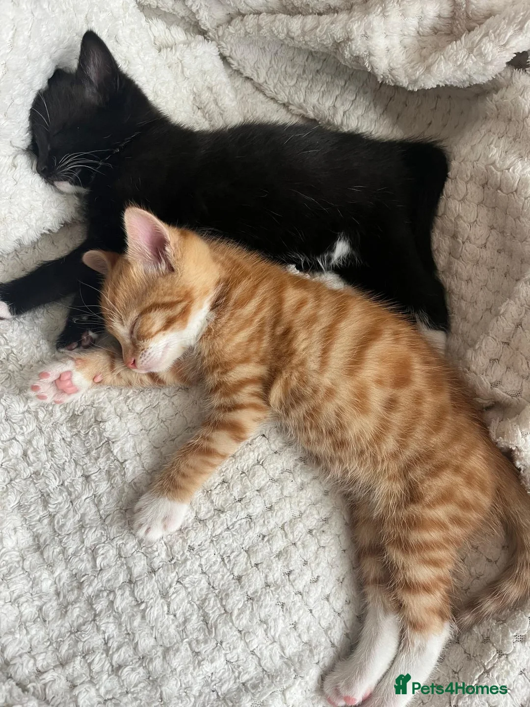 Domestic Shorthair cats for sale: Adorable kittens for sale - Advert 2