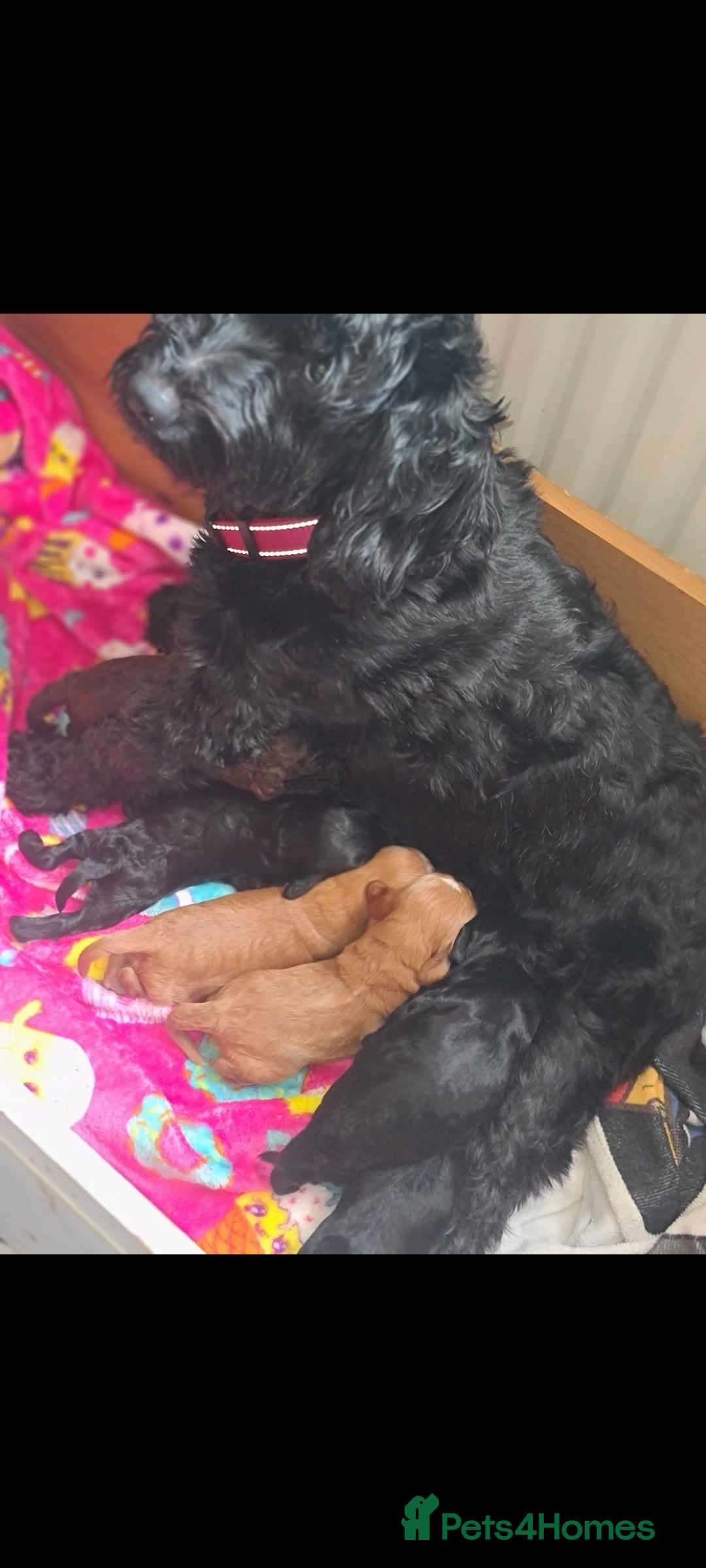Cockapoo dogs for sale: F3 cockapoos - Image 3