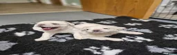 French Bulldog dogs for sale: Ready to leave now Rare Platinum French bulldogs   - Advert 16