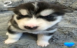 Siberian Husky dogs for sale: Siberian Husky Puppies - Image 4