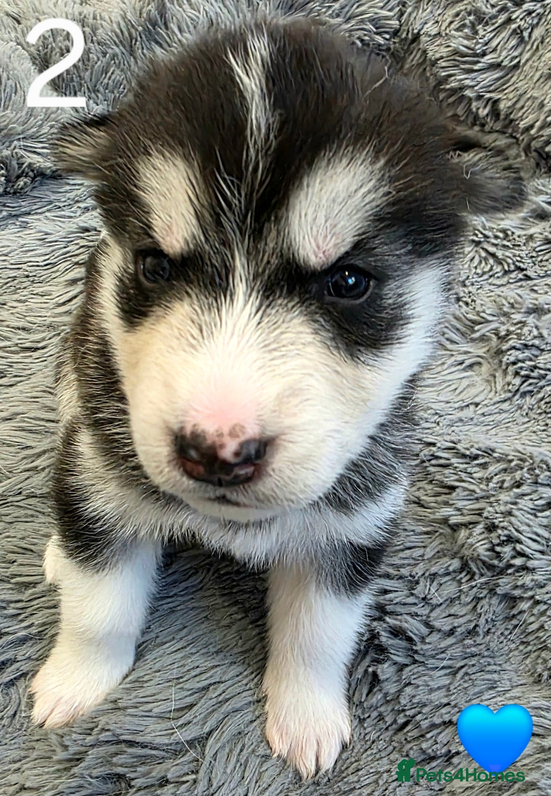 Siberian Husky dogs for sale: Siberian Husky Puppies - Image 4