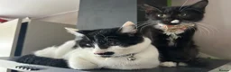 Mixed Breed cats for sale: Tabby kittens - Advert 2