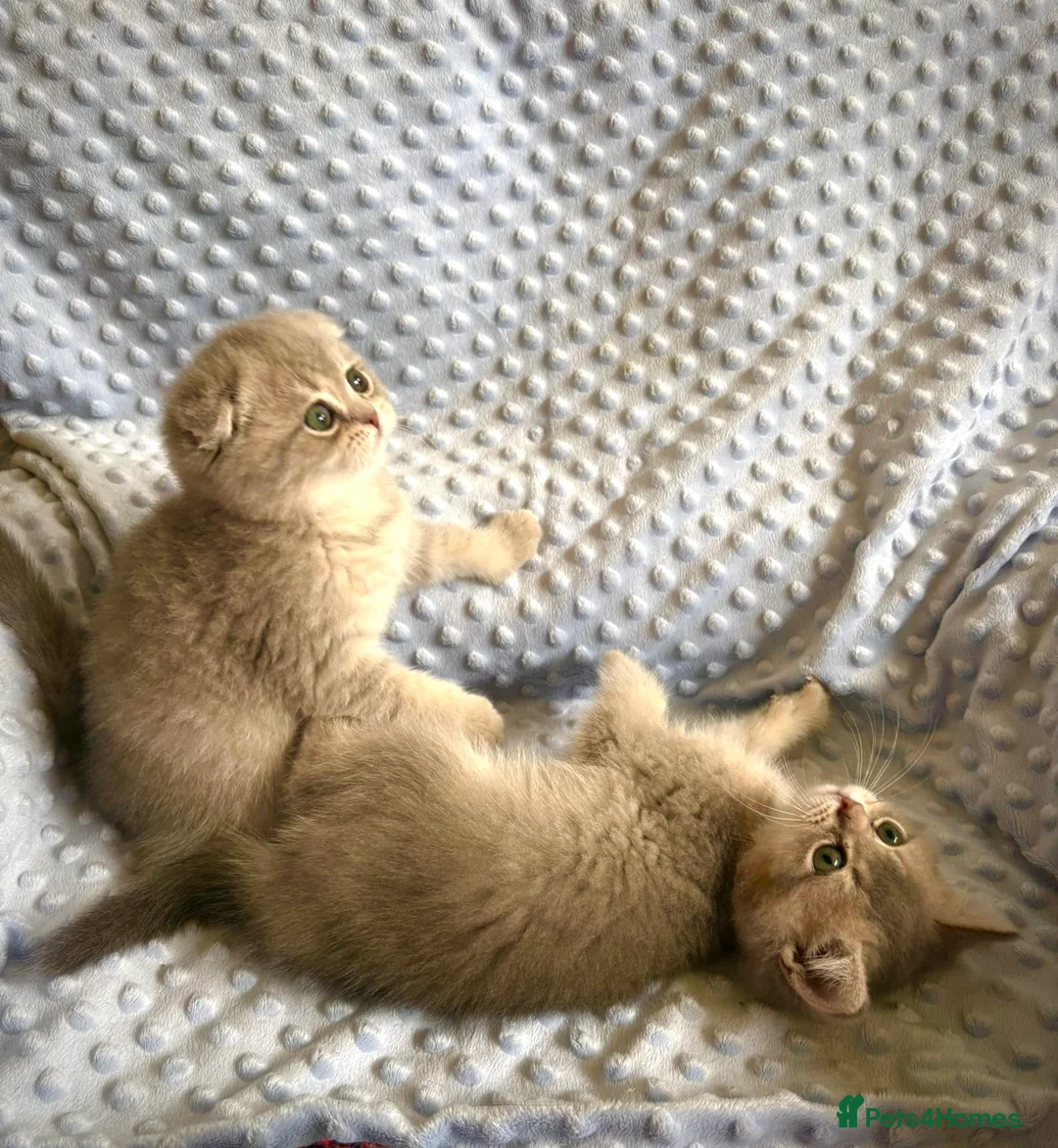 Brazilian Shorthair cats for sale: British shorthair NY12 fold little ready to going. - Advert 2