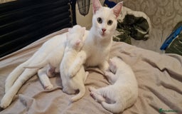 Mixed Breed cats for sale: Adorable white kittens  - Image 7
