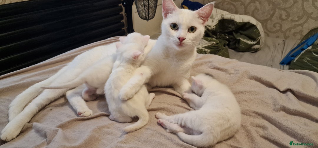 Mixed Breed cats for sale: Adorable white kittens  - Image 7