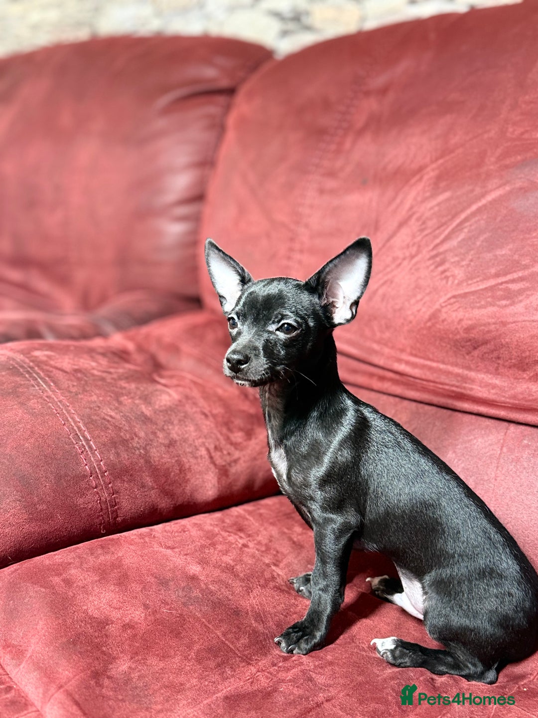 Chihuahua dogs for sale: 🐾 Beautiful Chihuahua Puppies - Advert 4